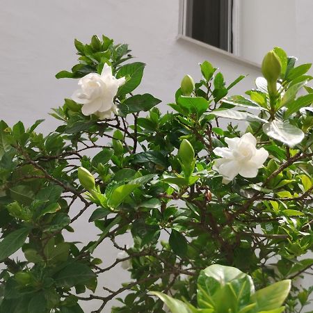 דירות וולוס Η Ελπίδα Και Η Γιάννα Ξεκίνησαν Ένα Χώρο Cute מראה חיצוני תמונה