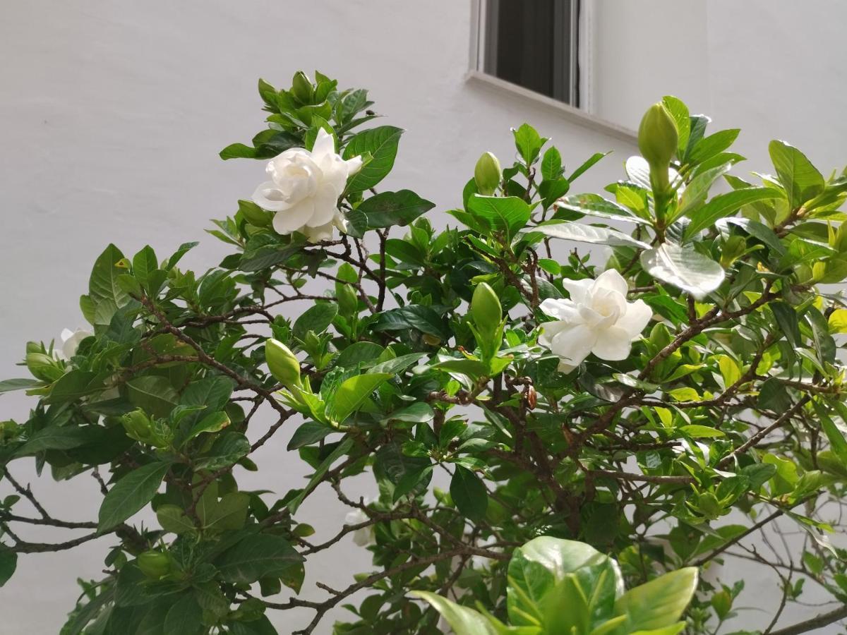 דירות וולוס Η Ελπίδα Και Η Γιάννα Ξεκίνησαν Ένα Χώρο Cute מראה חיצוני תמונה